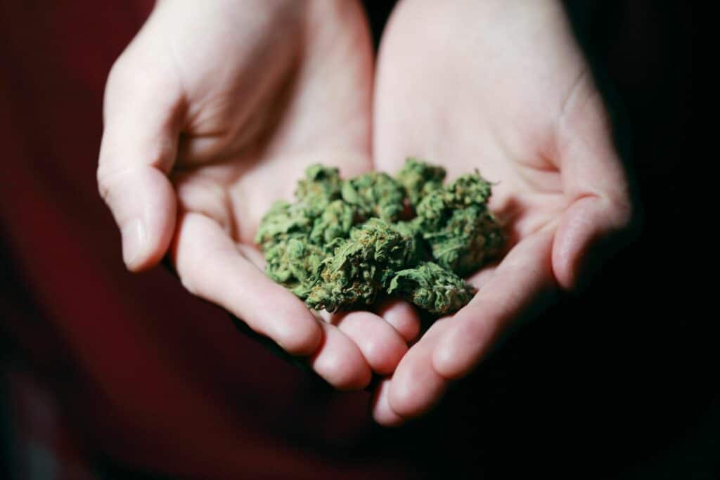 cannabis dans les mains d'une personne